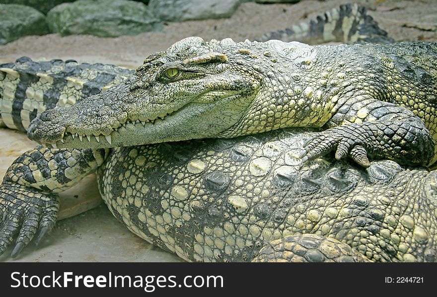 Siam Crocodile 7