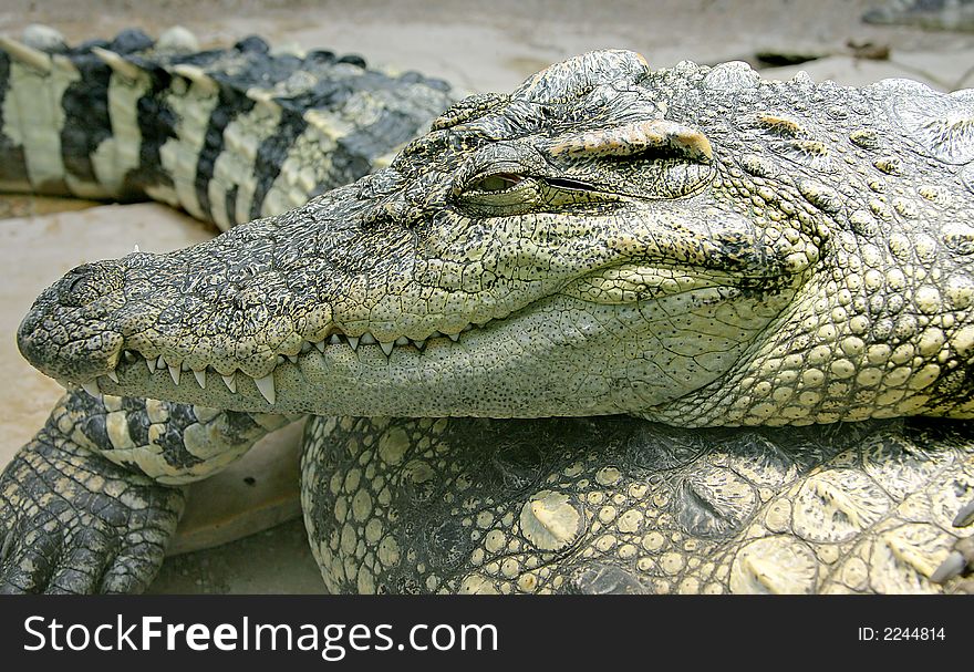 Siam Crocodile 8