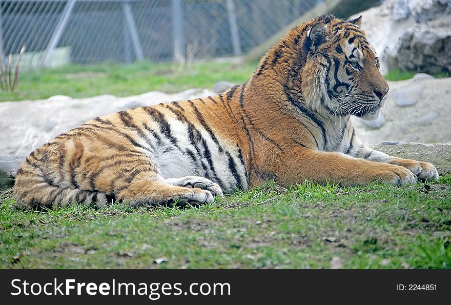 Portrait of Amur Tiger at Rest. Portrait of Amur Tiger at Rest