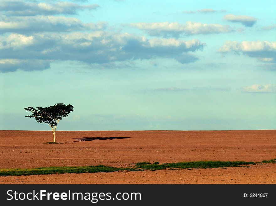 A single tree in the field. A single tree in the field