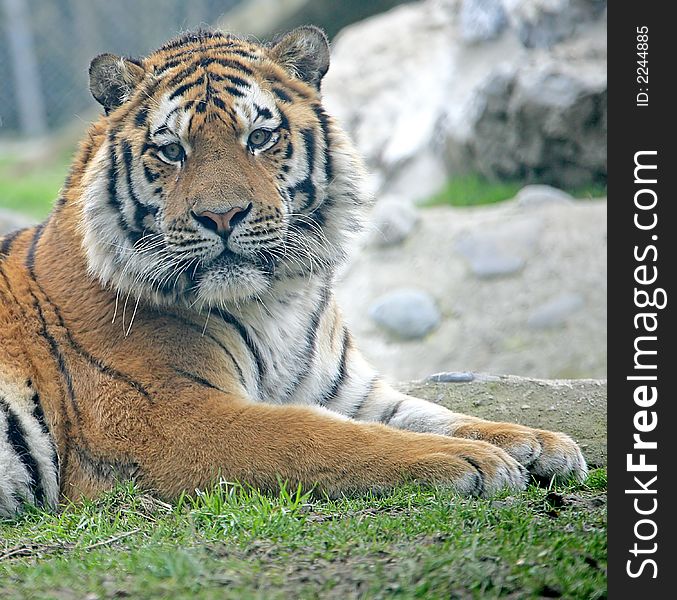 Portrait of Amur Tiger at Rest. Portrait of Amur Tiger at Rest