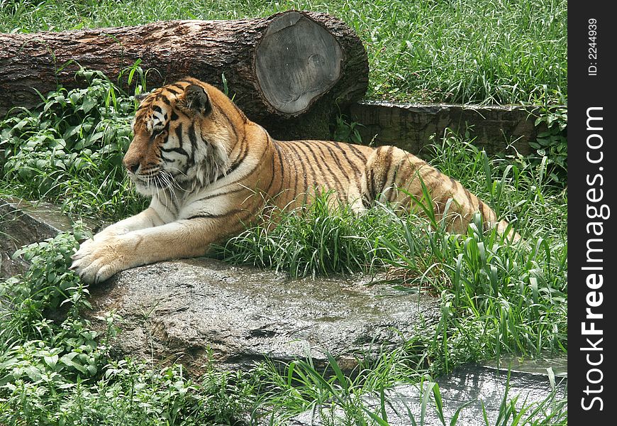 Tiger in one of north america's zoos