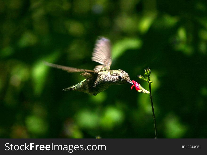 Hummingbird in flight at a flower