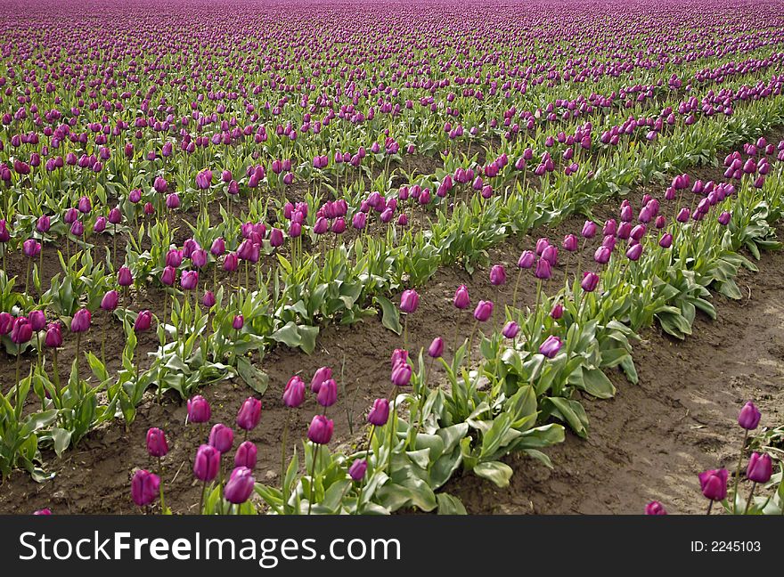 Rows of purple tulips in Skagit Valley, WA