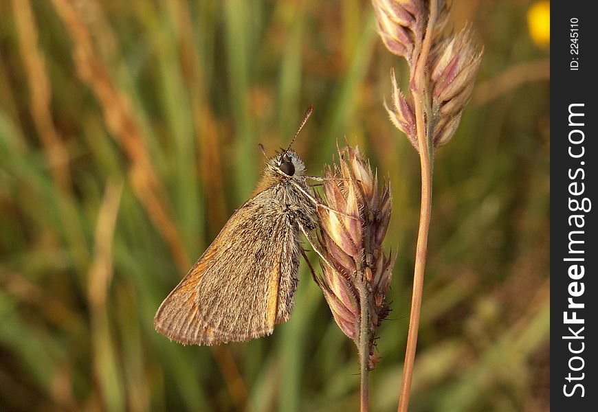 Butterfly in meadow, location east-belgium