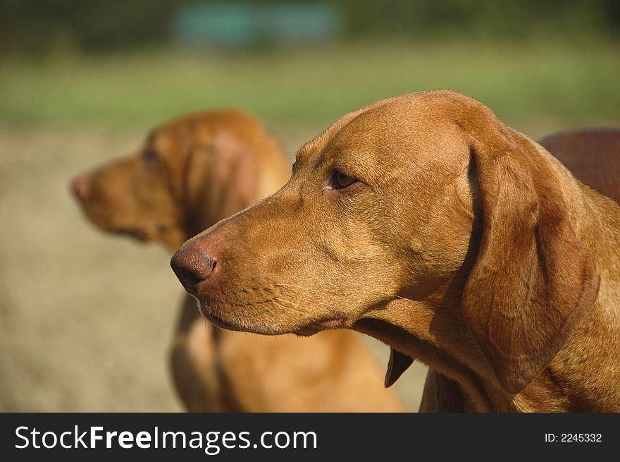 Adult hungarian vizsla pointer accompanied by one of her puppies enjoys a day out in the meadow. Adult hungarian vizsla pointer accompanied by one of her puppies enjoys a day out in the meadow.