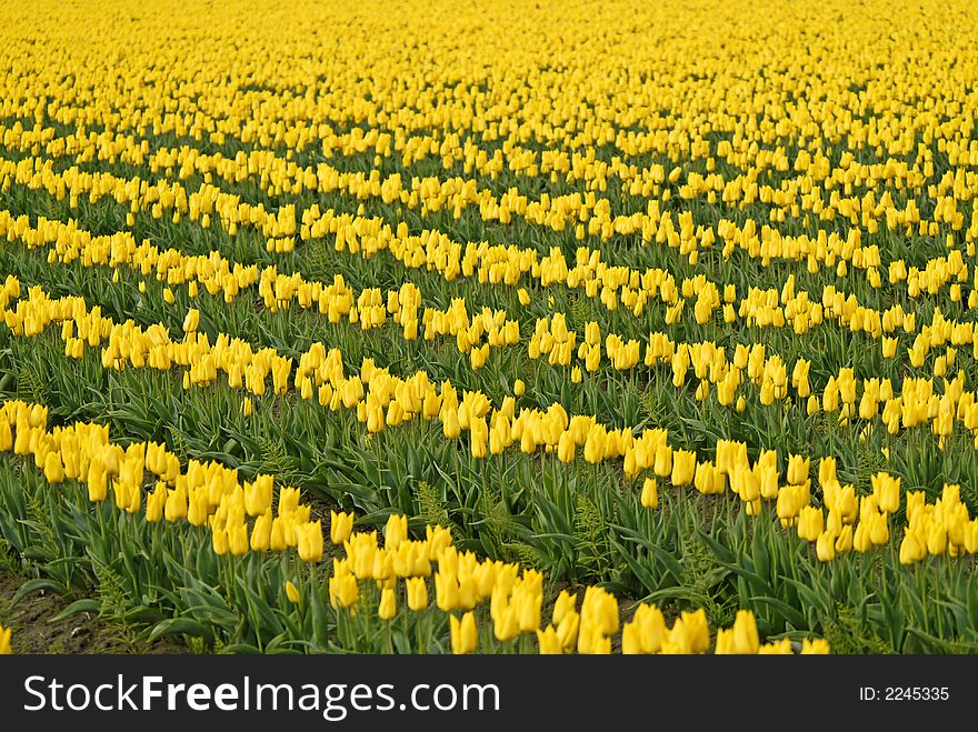 Rows of yellow tulips in Skagit Valley, WA
