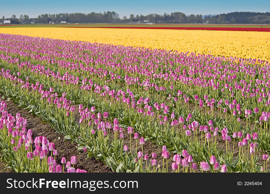 Pink, Yellow And Red Tulips