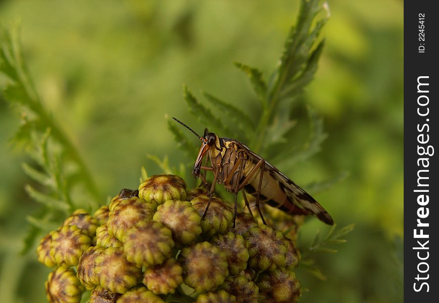 Scorpion fly on flower, location east-belgium