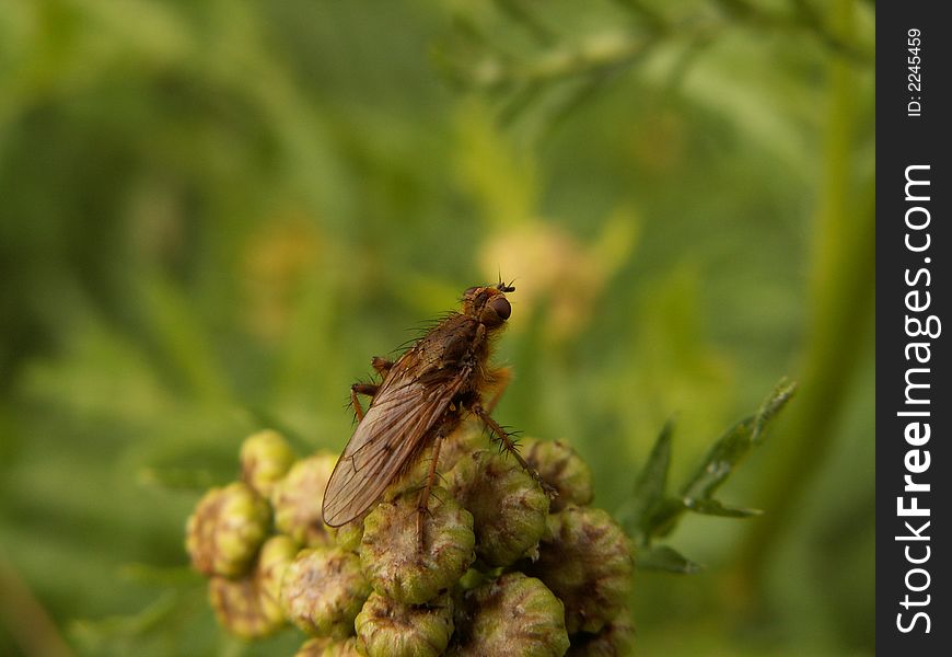 Fly on flower, location east-belgium