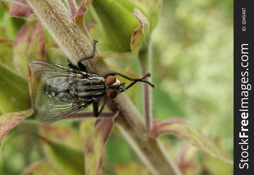 Chess board fly on a plant