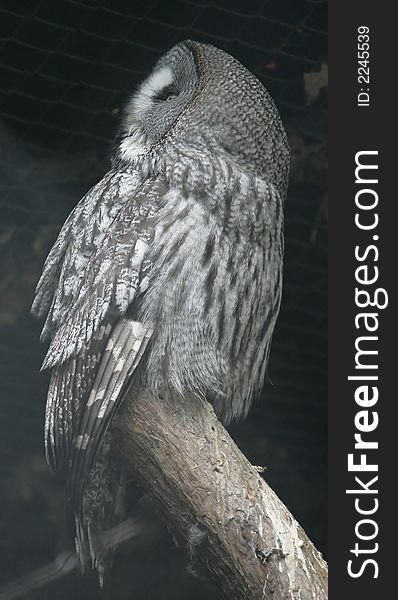 Portrait of Great Grey Owl. Portrait of Great Grey Owl