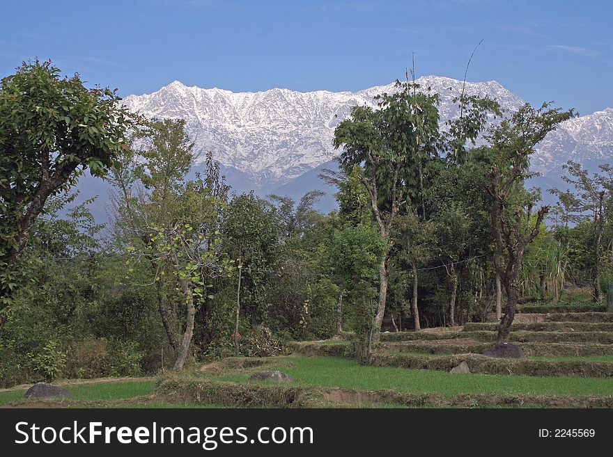 Rural organic step farming in Himalayas India