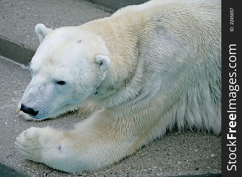 Portrait of Nice Polar Bear. Portrait of Nice Polar Bear