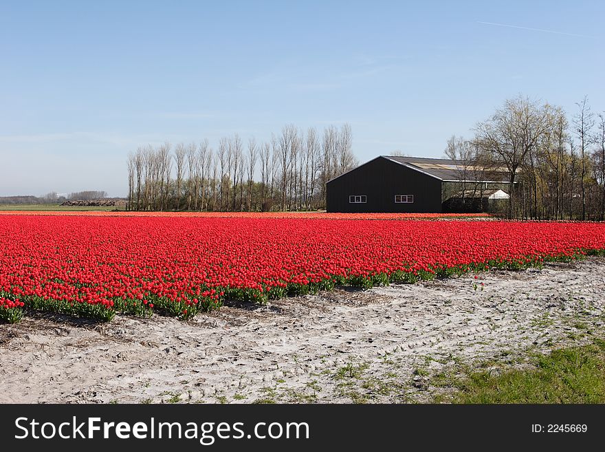Tulip field with an old brown barn. Tulip field with an old brown barn