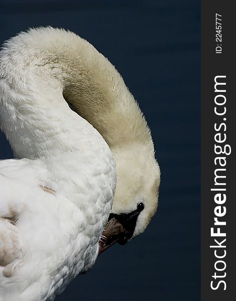 Detail Of Shy Swan