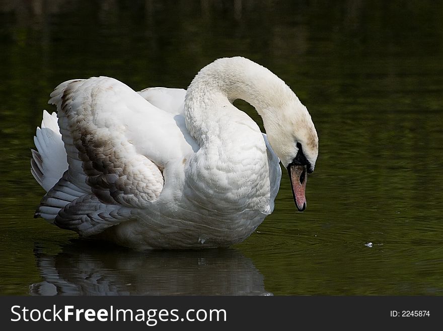 A young shy swan mirroring himself in the water