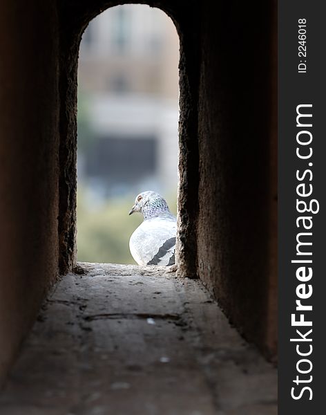 Pigeon in the tower window. Roma, Italia.