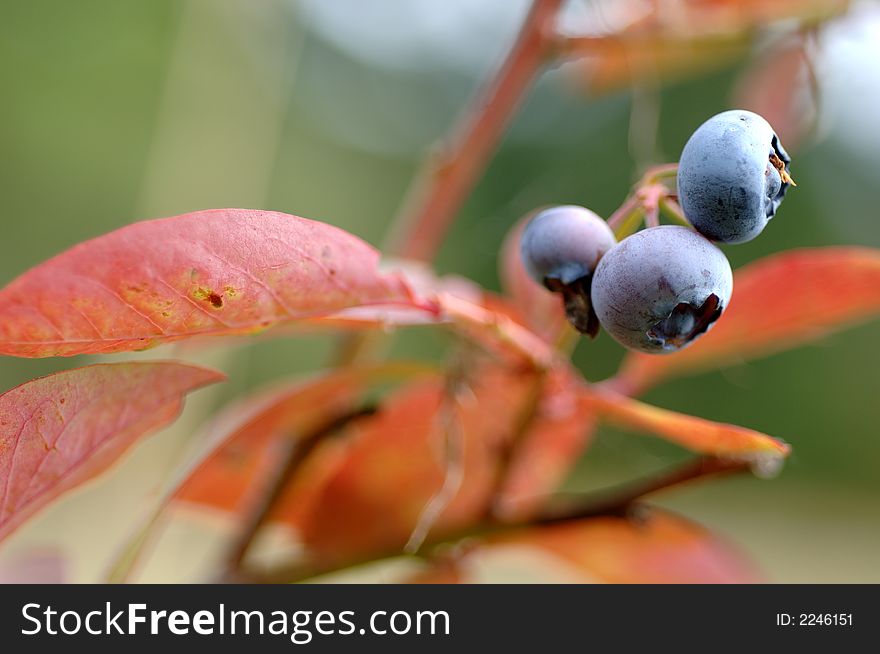 Three blueberries ripening on the bush with red leaves