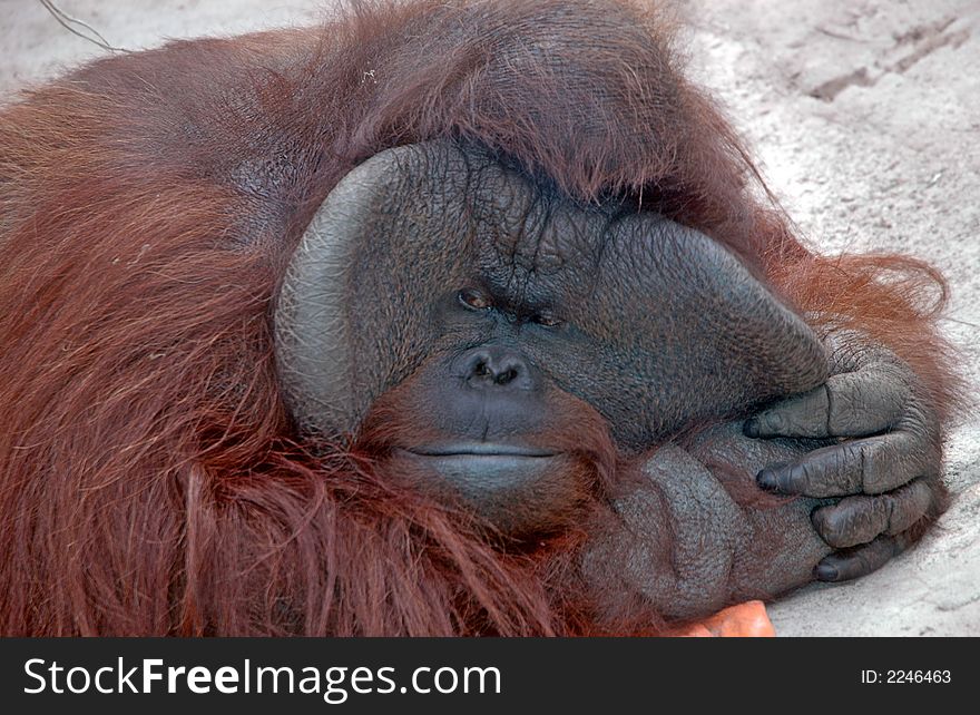 Large malaysian auburn haired orangutan pulling its face
