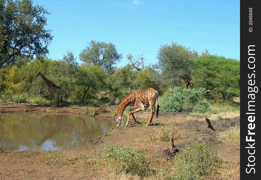 Giraffe drinking in national safari park, South Africa