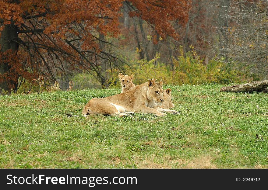 A family of African lions  lounge in the mid afternoon sun at the Kansas City Zoo. A family of African lions  lounge in the mid afternoon sun at the Kansas City Zoo.