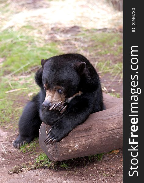 A sunbear pauses to take a rest on a log with a thoughtful expression on it's face.