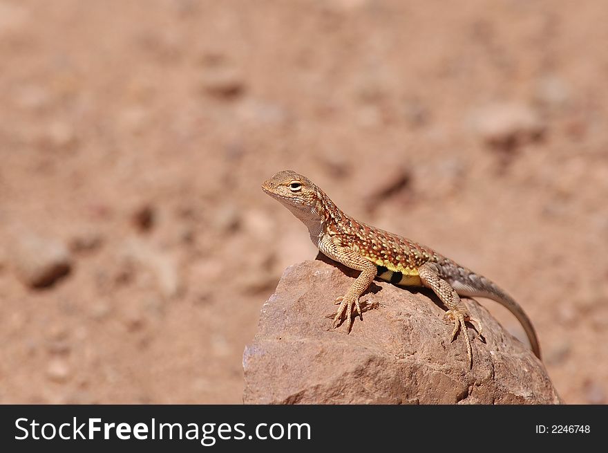 An Arizona earless lizard basks on a rock on a sunny day.