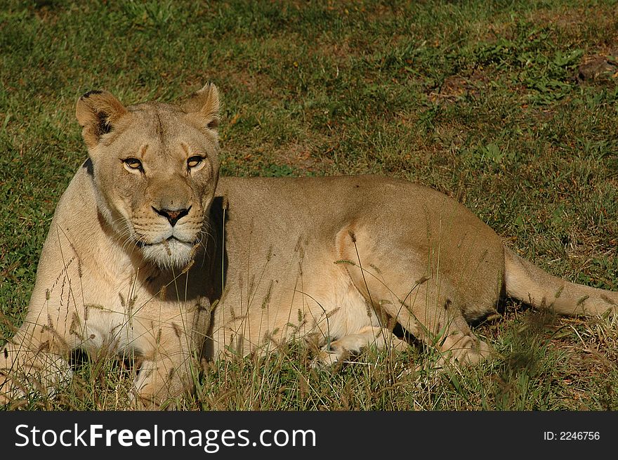 A female lion basks in the warm late afternoon sun.