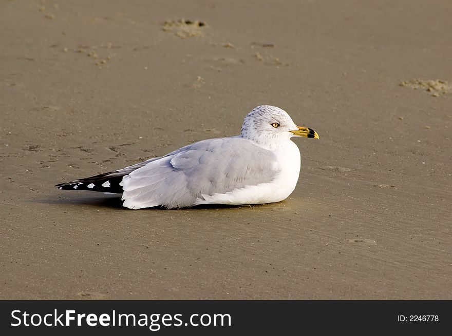 Ring-billed seagull resting on wet sandy beach. Ring-billed seagull resting on wet sandy beach