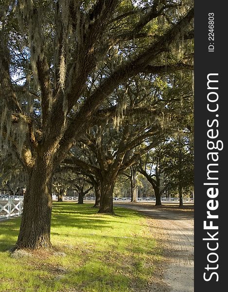 Vertical view of country road under spanish moss hanging from large trees surround by white fence. Vertical view of country road under spanish moss hanging from large trees surround by white fence