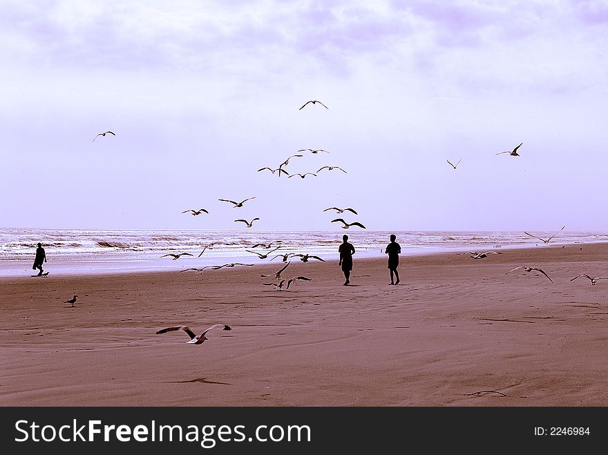 Two teen boys throw food to a flock of gulls on the seashore. Two teen boys throw food to a flock of gulls on the seashore