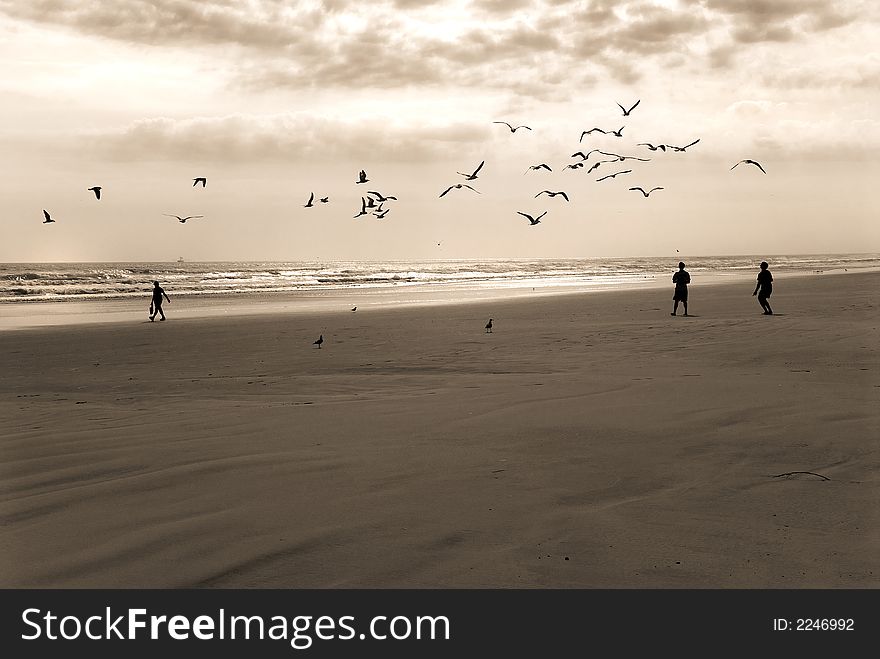 A flock of gulls over the beach follow teenage boys throwing crackers. A flock of gulls over the beach follow teenage boys throwing crackers