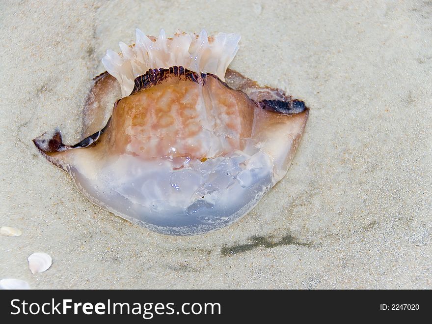 Marooned Jellyfish
