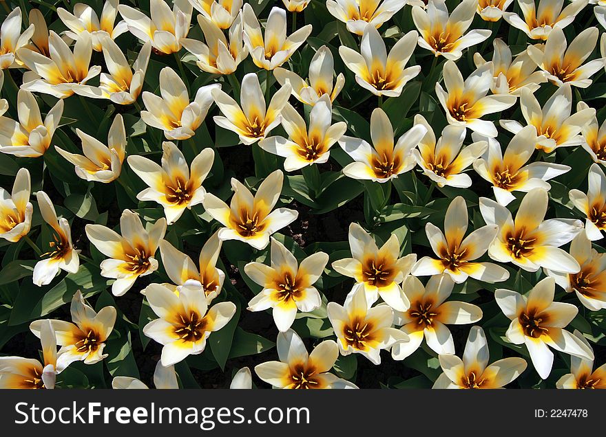 Tulip Pattern