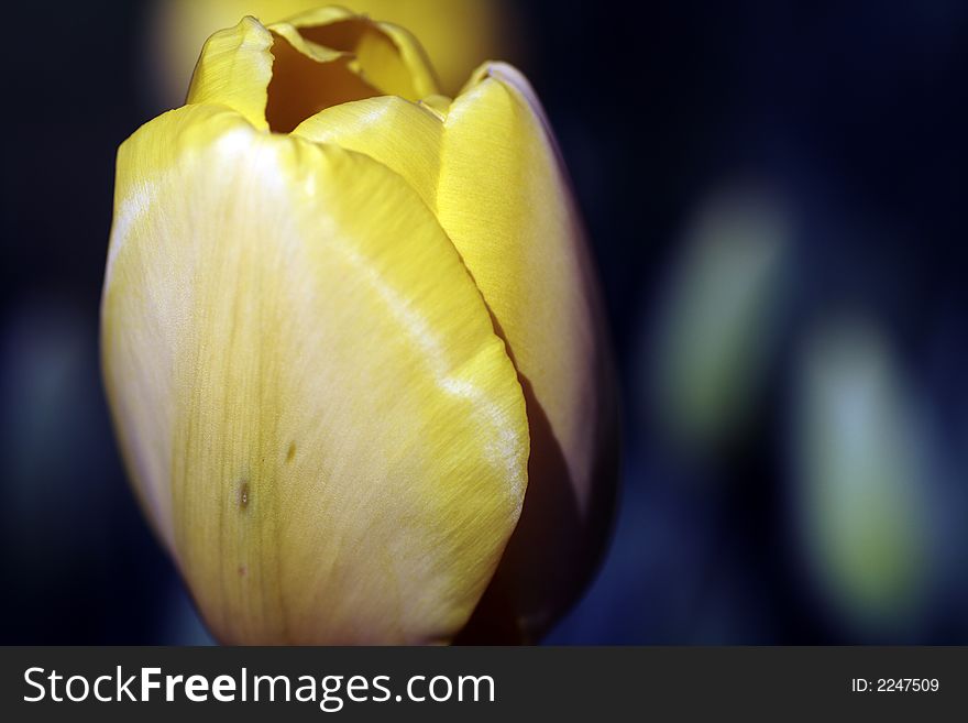 Yellow Tulip on Blue Background.