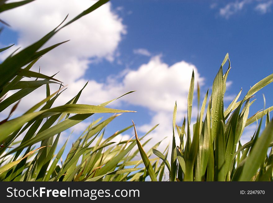 Clouds over the green grass