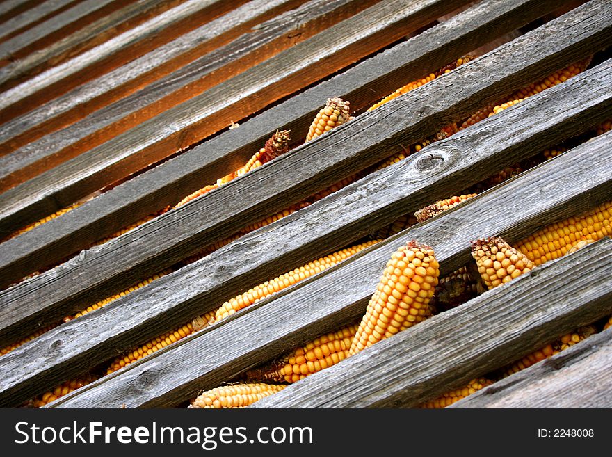 Corn in old wooden barn. Corn in old wooden barn