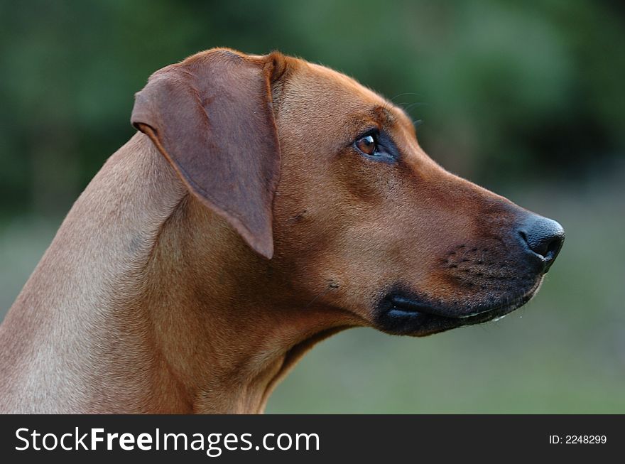 A black nosed Rhodesian ridgeback head from the side with a green background