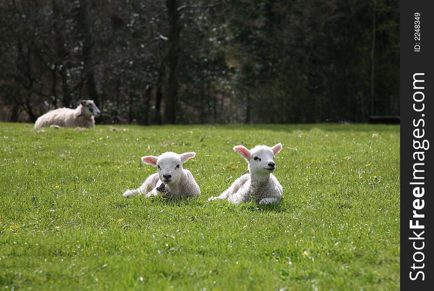 Two Lambs on Sunny Spring Day