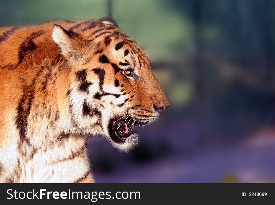 Siberian tiger close up in Zagreb zoo, Croatia