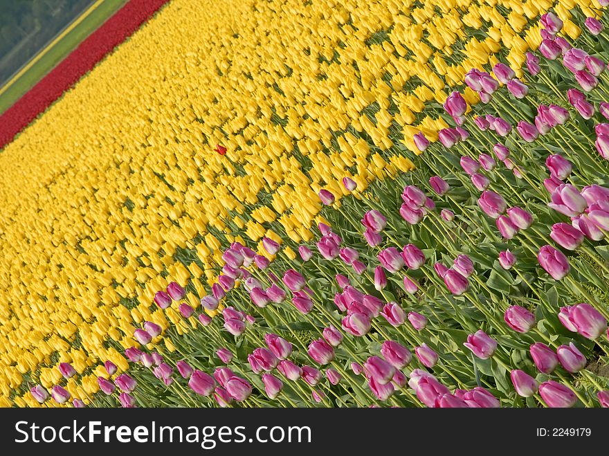 Pink, yellow and red tulips in Skagit Valley, WA. Pink, yellow and red tulips in Skagit Valley, WA