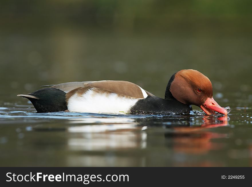 Close-up of a beautiful duck in a lake