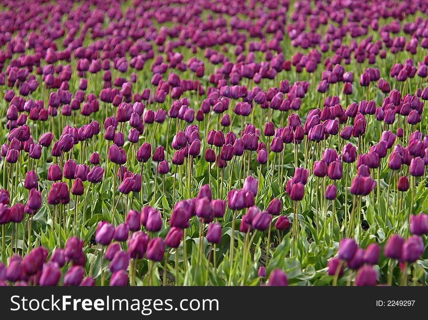 Purple tulips in Skagit Valley, WA. Purple tulips in Skagit Valley, WA