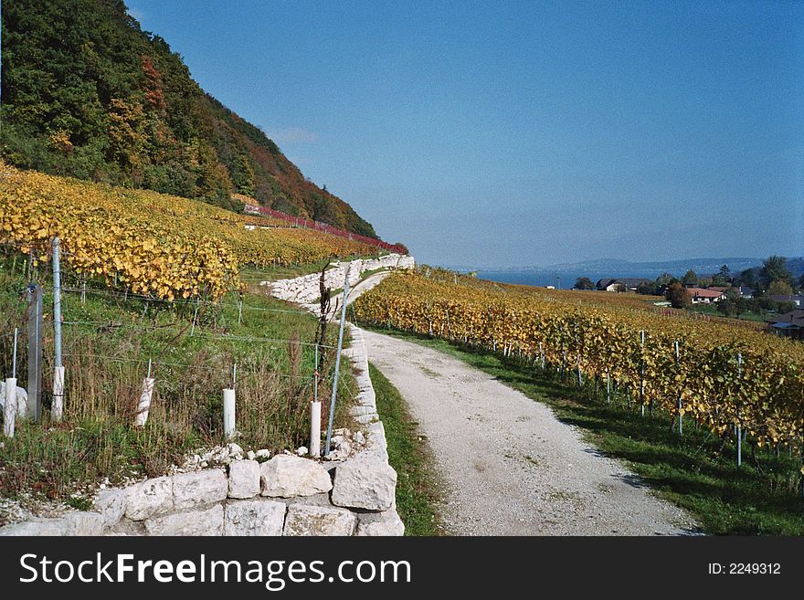 A walk path trough the swiss vineyards. A walk path trough the swiss vineyards