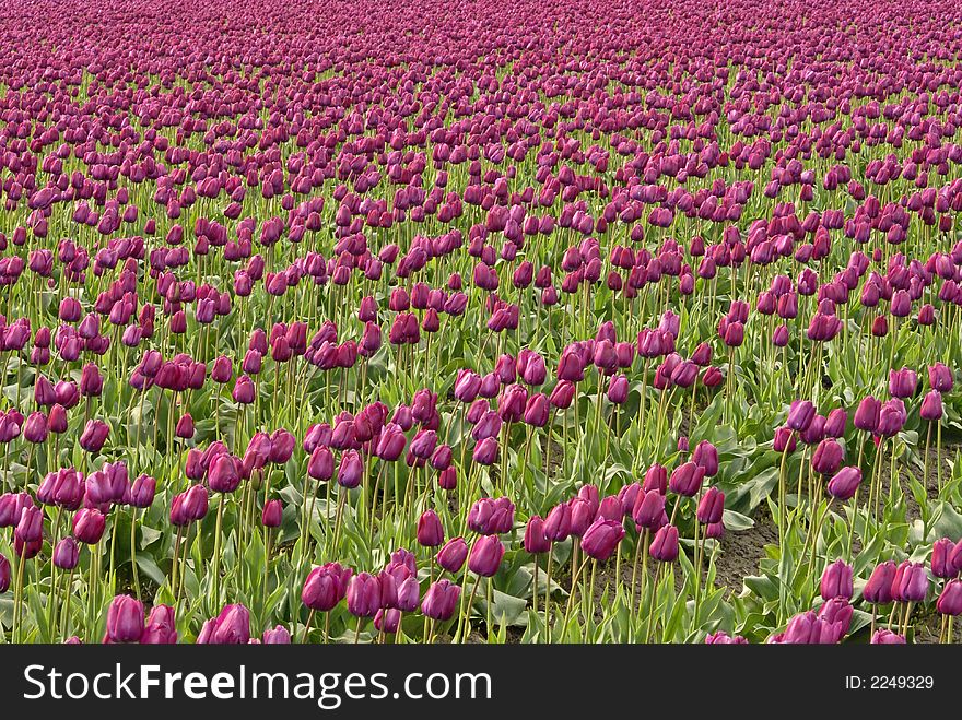 Purple tulip field in Skagit Valley, WA. Purple tulip field in Skagit Valley, WA