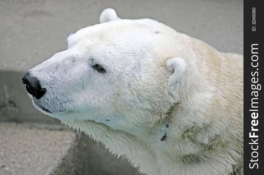 Portrait of Nice Polar Bear. Portrait of Nice Polar Bear