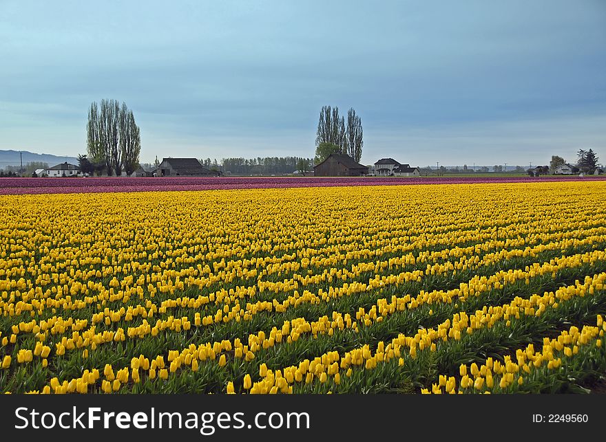 Rows of yellow tulips in Skagit Valley, WA. Rows of yellow tulips in Skagit Valley, WA