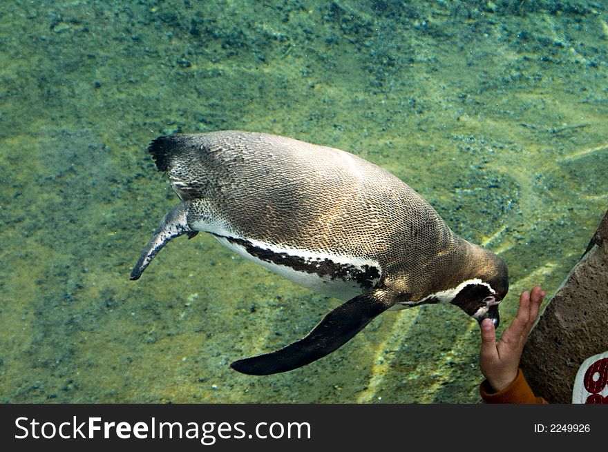 A penguin examines a boys hand pressed against the glass. A penguin examines a boys hand pressed against the glass