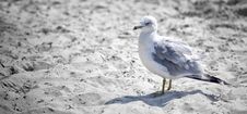 Seagull Stock Photography Seagull Stock Photography